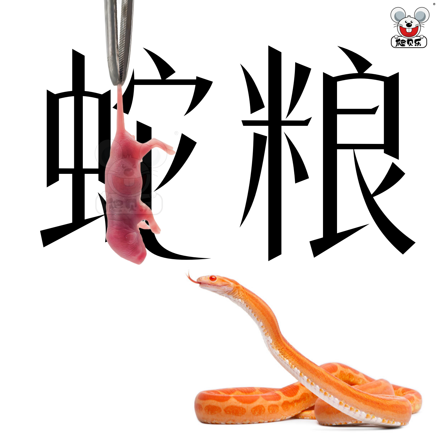 【爬贝乐蛇粮】活体小乳鼠喂爬宠