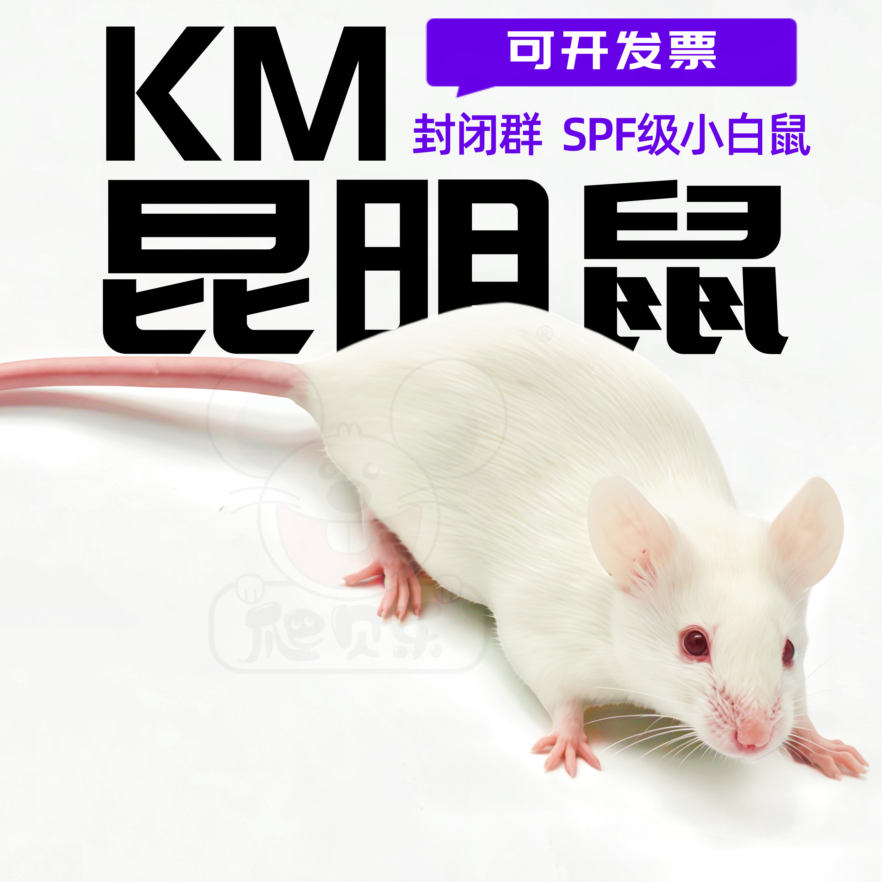 活体实验KM小白鼠无菌spf级昆明