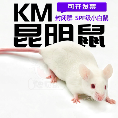 活体实验KM小白鼠无菌spf级昆明