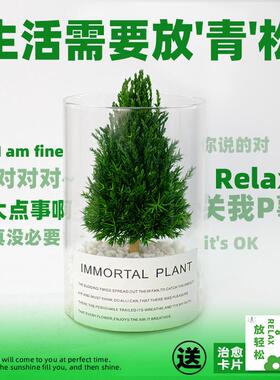 放青松办公室客厅桌面摆件工位治愈植物情绪稳定神器小众节日礼物