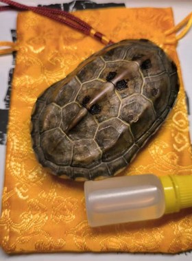 龟趣天然完整真乌龟壳文玩盘玩手把件龟甲家居客厅摆件桌面中式