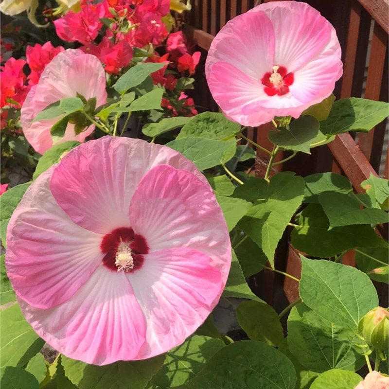 大花芙蓉葵盆栽 耐热耐寒植物 庭院阳台多年生宿根花卉大花秋葵