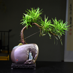 罗汉松临水飘枝盆栽办公室客厅桌面绿植装饰摆饰植物室内好养礼品