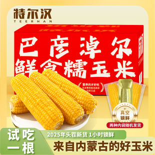 特尔汉 黄糯8根240g巴彦淖尔产地新鲜拉丝黄糯玉米 25年新玉米