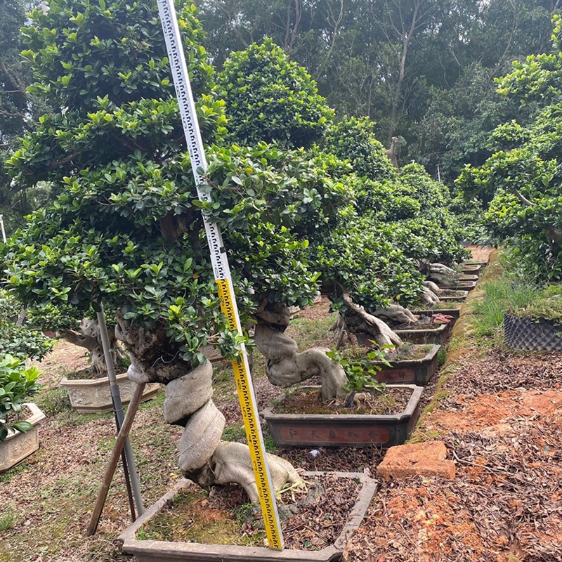 小叶榕造型盆景别墅树苗罗汉松迎客松红花继木盆景罗汉松桩映山红