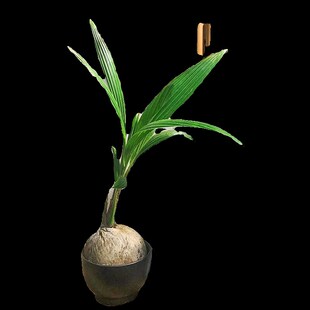 水培植物椰子树苗盆栽客厅阳台办公室室内水养水果可食用桌面绿植