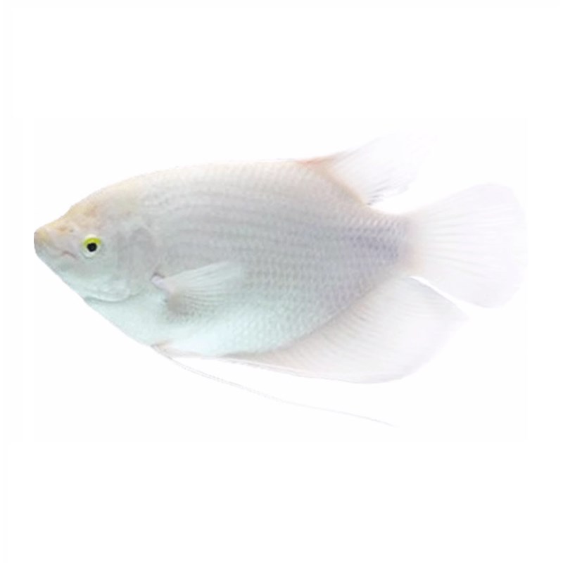 渔你有缘古代战船白招财鱼红眼镇宅热带鱼大型观赏鱼招财鱼活鱼