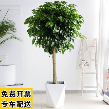 绿宝树 幸福树盆栽大型绿植室内植物客厅办公室前台新房净化空气