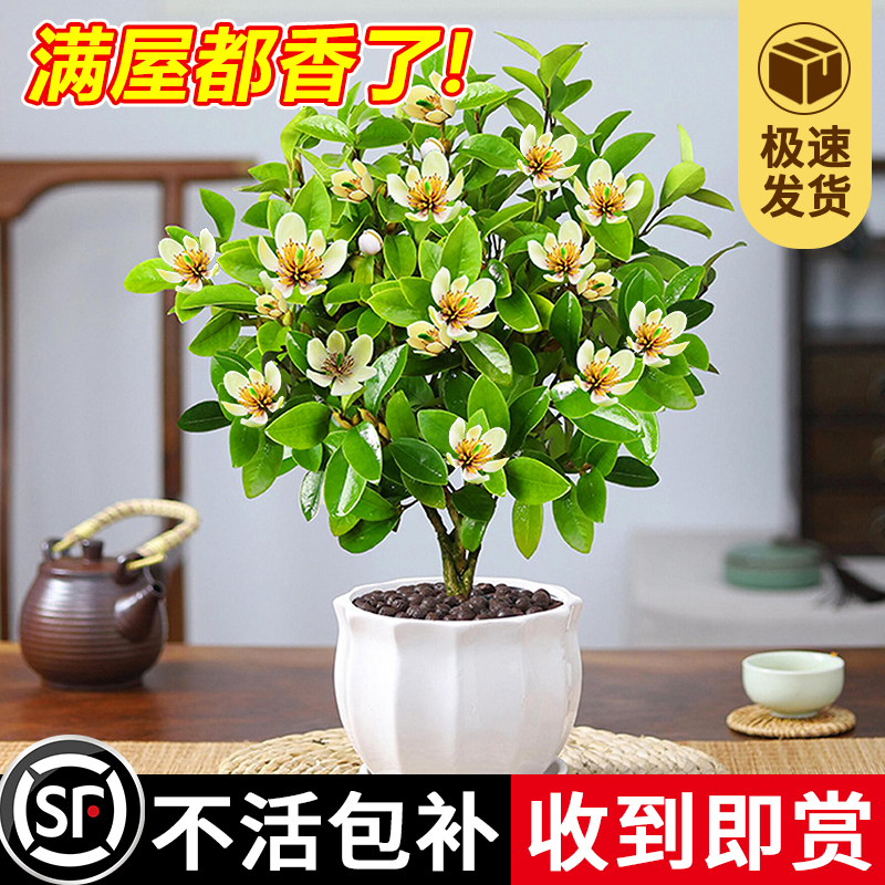 含笑花盆栽树苗老桩带花苞浓香型室内阳台花卉易养活四季开花植物