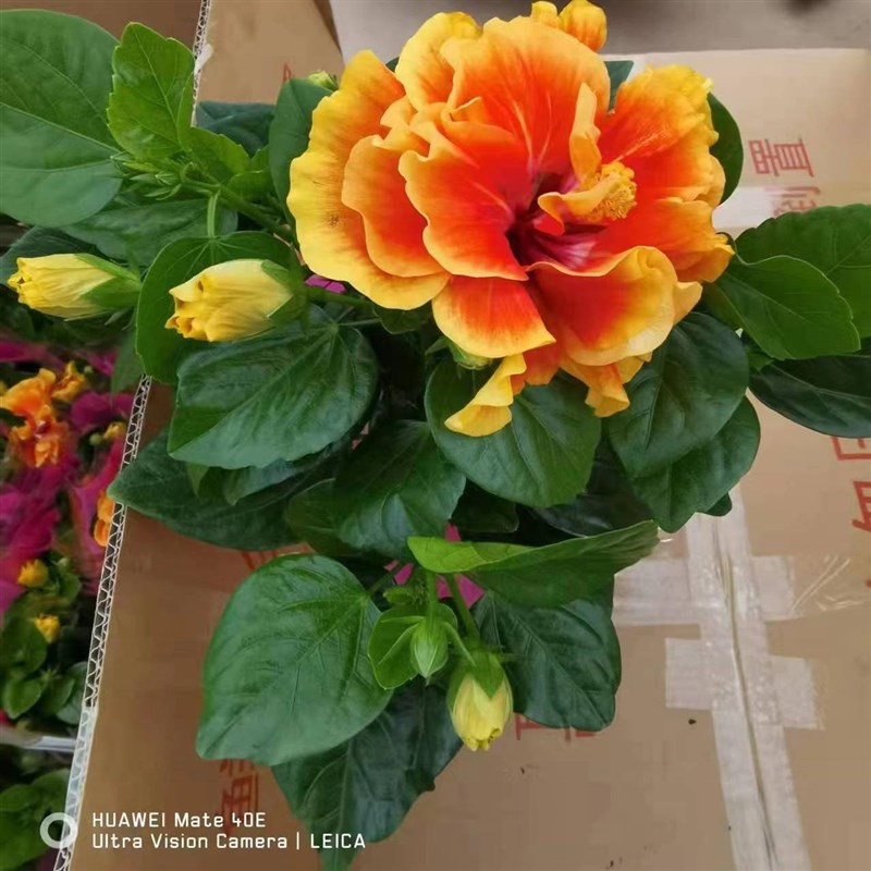 重瓣阿波罗木槿盆栽丹麦木槿小苗四季开花带花苞发货好养室内花卉