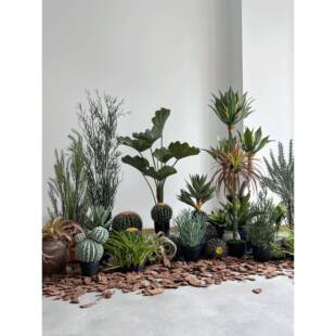 彷真绿植造景合沙荟漠仙人球橱窗摆件酒民组宿棕榈店仿真绿植树芦