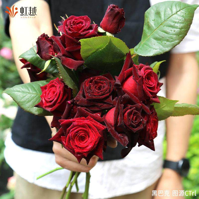 虹越进口玫昂季暗香强健月浓香巴克好养灌切花木玫JHA瑰花盆栽黑