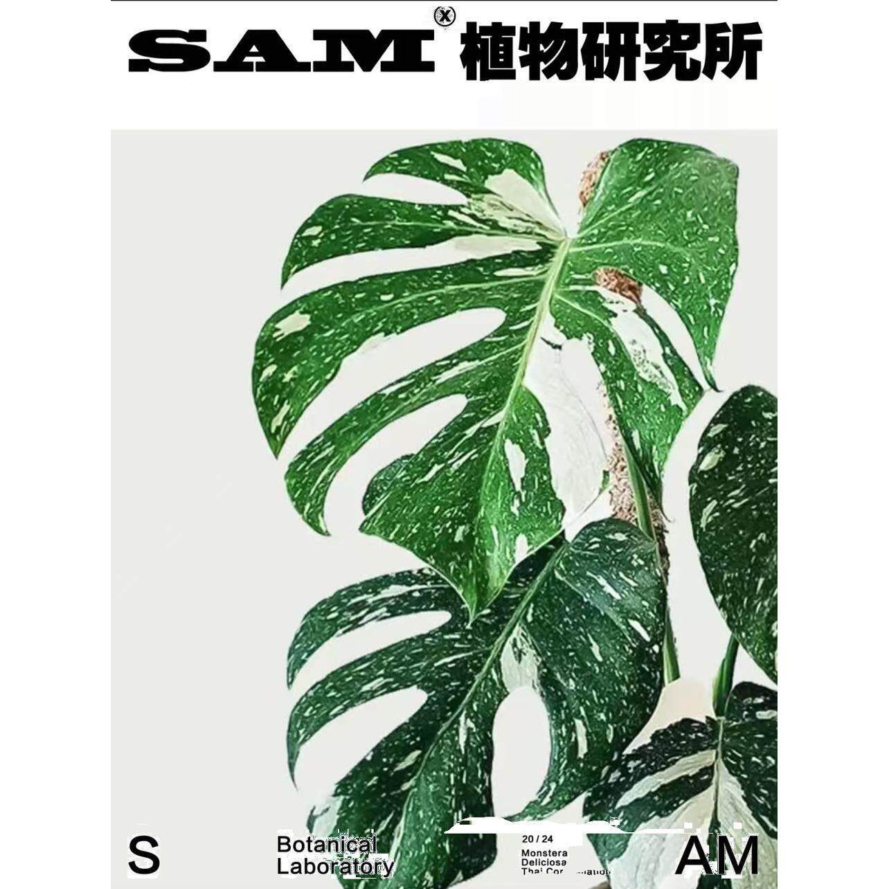 洒金白锦背竹/inJZVs绿植/家居龟好/物口盆进栽/阳台花园/植选礼