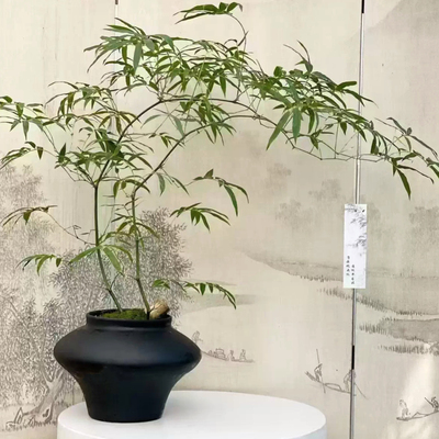 新中式禅意陶瓷花盆高档盆景艺术创意花器桌面装饰流泉枫绿植盆