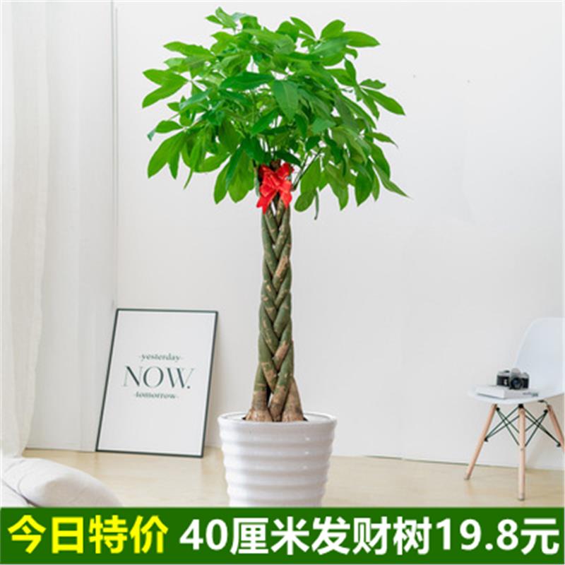 大型发财树招财树盆栽客厅办公室四季常青植物开业大型绿植盆景