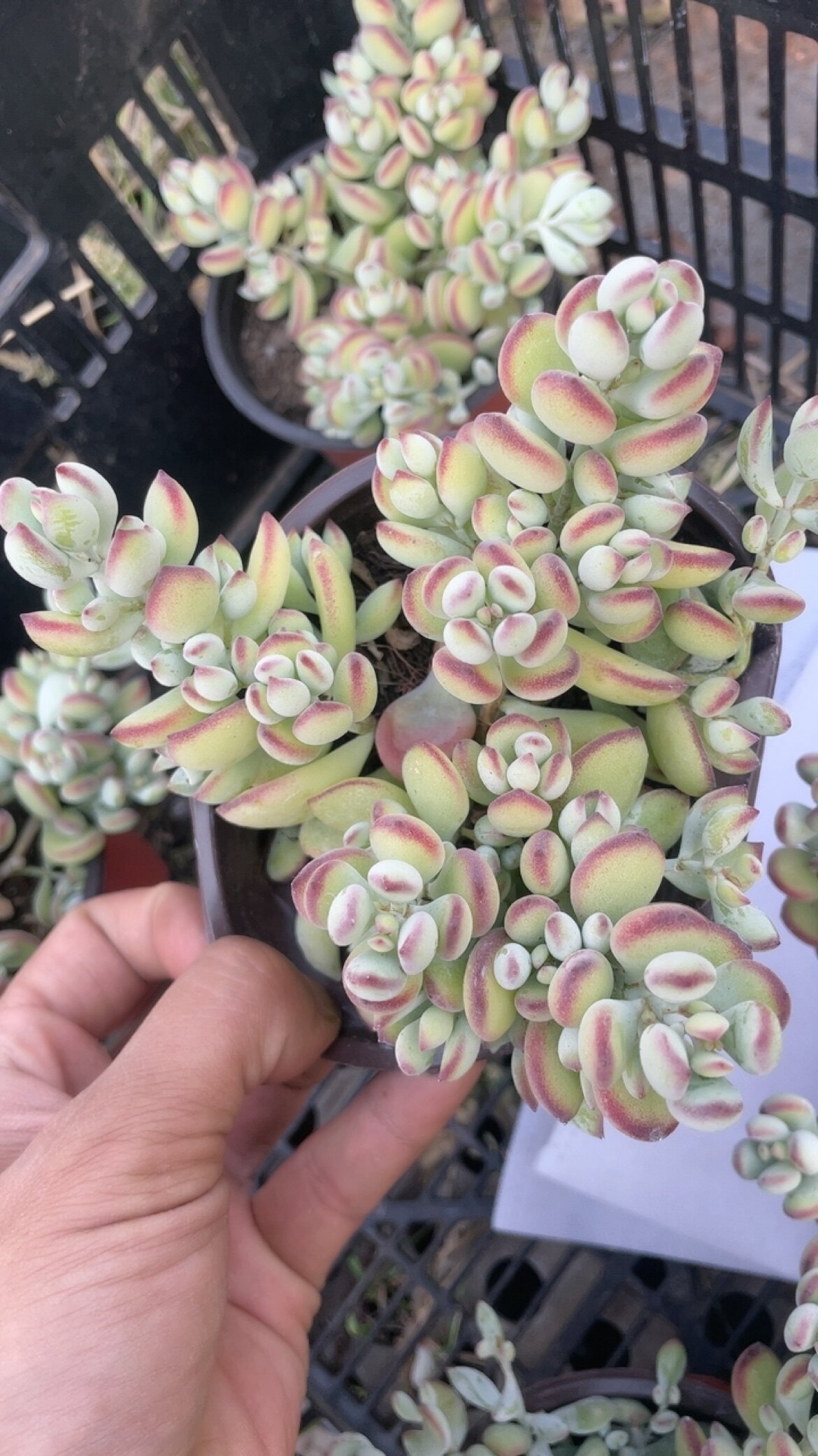 达摩福娘整的有淡淡的香味 也有称香豆子5.88块图片