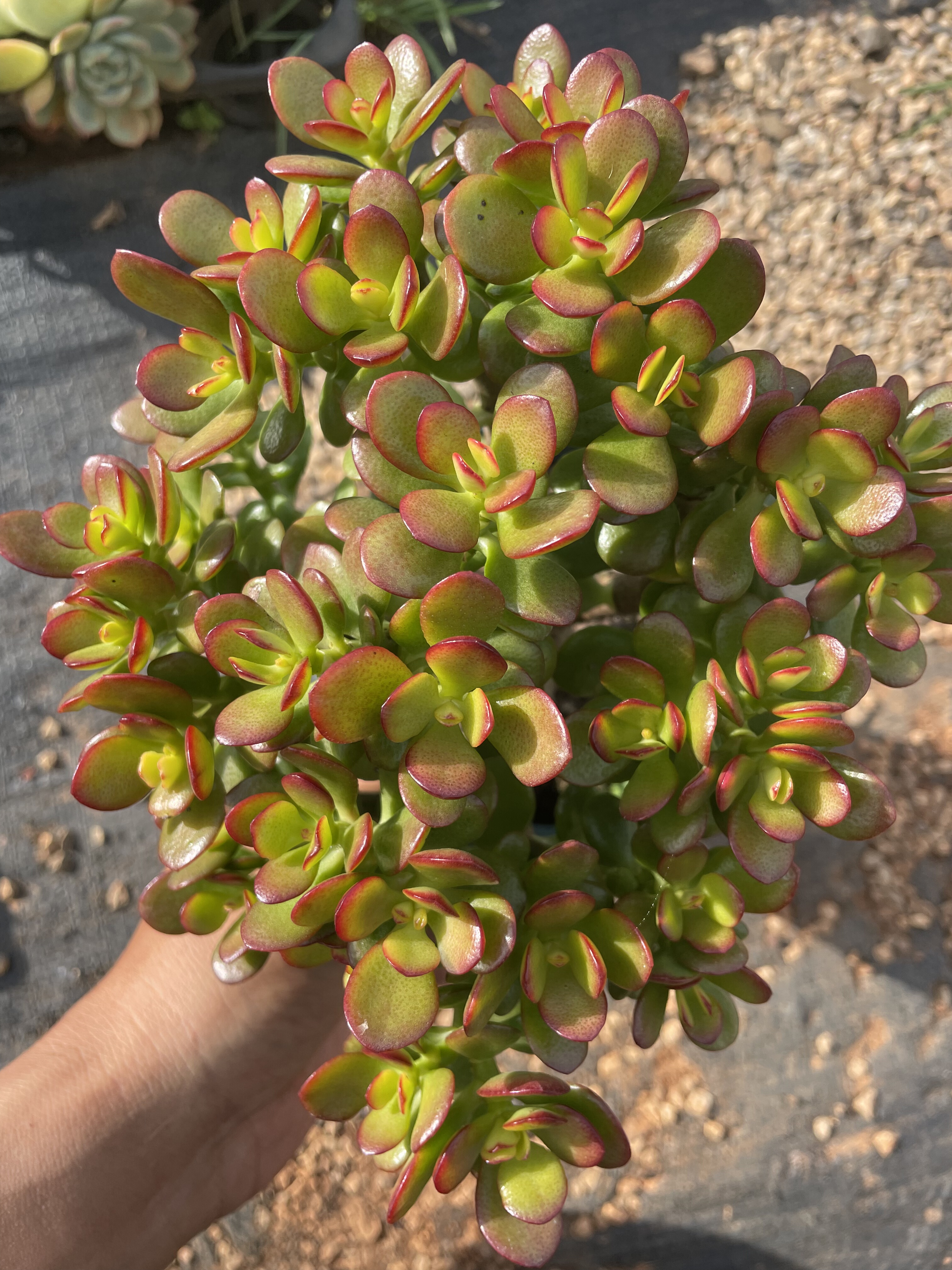 姬红花月老桩多肉植物盆栽多头红叶玉树盆景阳台易养玉树
