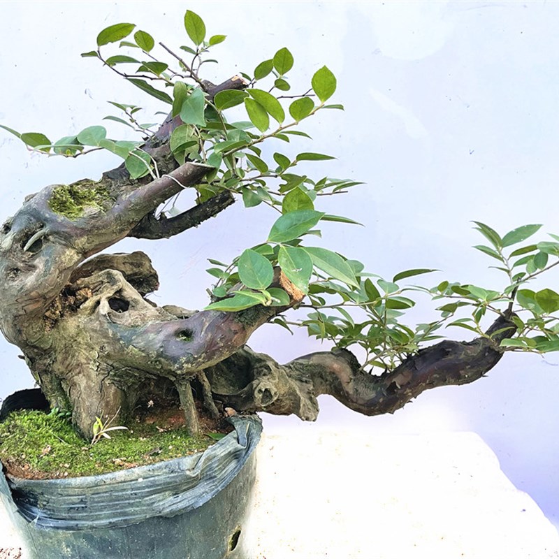 野生乌饭树树桩盆景南烛乌饭老桩野蓝莓水果盆栽阳台花卉室内绿植