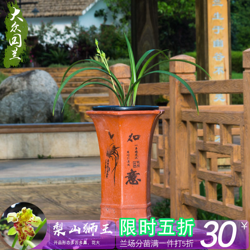 建兰梨山狮王兰花盆栽大众国兰场四季兰草浓香兰花苗带花苞兰草花