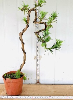 文人造型小叶罗汉松盆景清香木九里香六月雪虎皮榕榆树栀子花白蜡