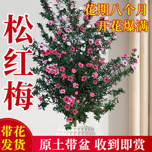 松红梅盆栽带花大苗老桩一树多色花苗阳台耐寒绿植花卉四季开花
