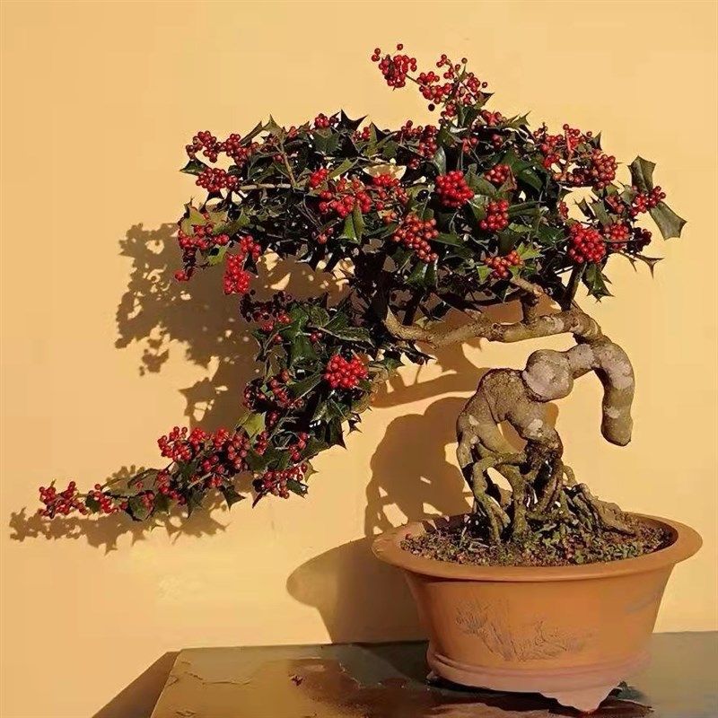 米叶枸骨有刺枸骨小叶小老桩常绿长青的观果观叶的小微型盆景盆栽