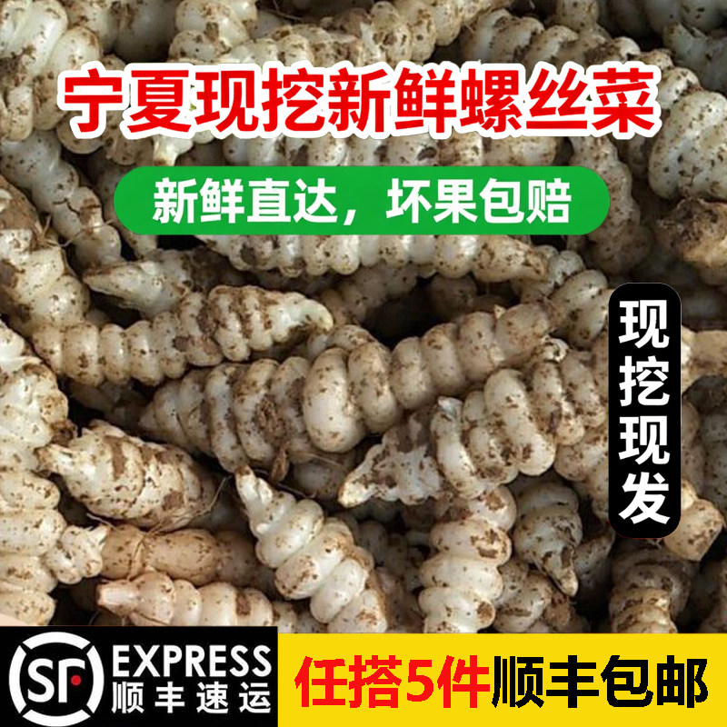 宁夏新鲜螺丝菜现挖现发宝塔菜