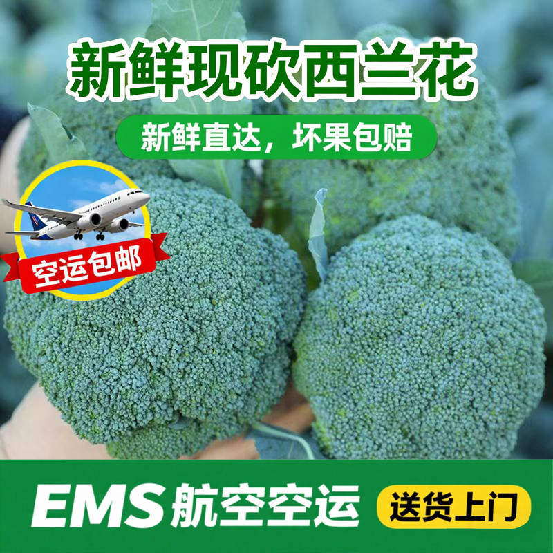 宁夏新鲜现砍西兰花新鲜蔬菜当季