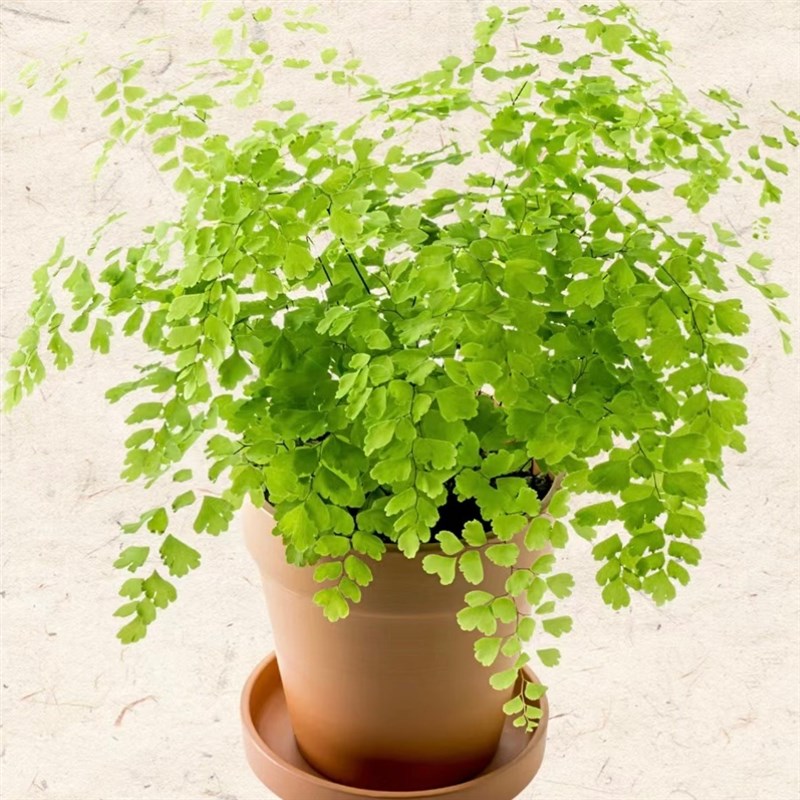 室内净化空气绿植铁线蕨盆栽大苗蕨类植物可水培耐阴卧室家居装饰