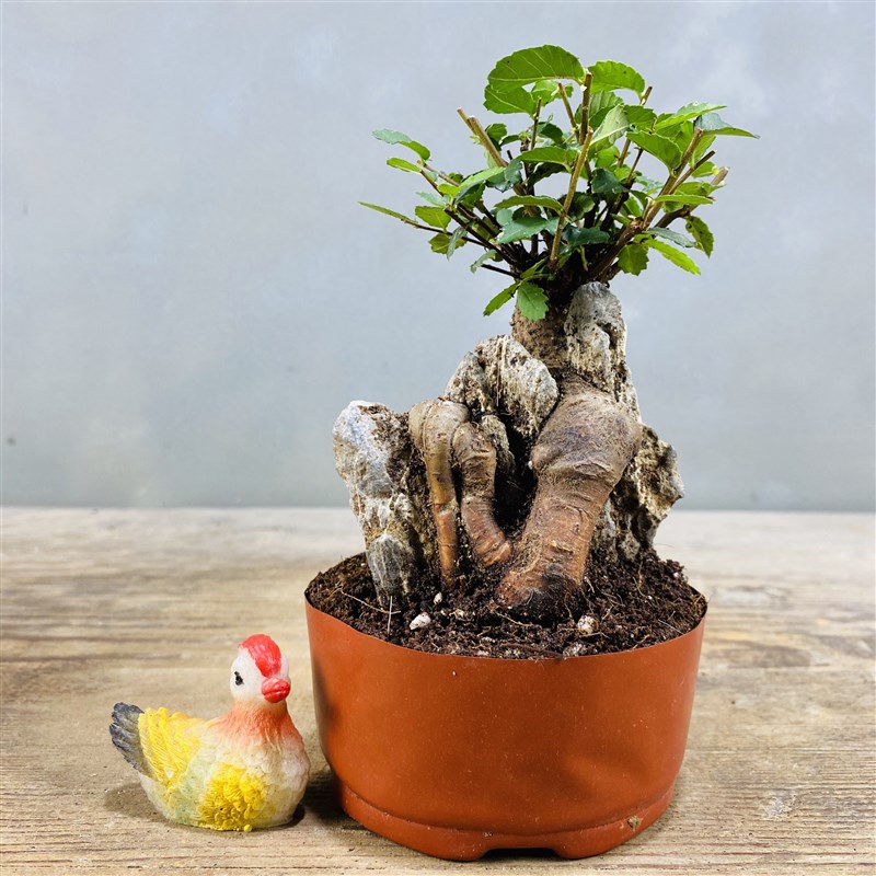 抱石小叶榔榆附石榆树盆景窗台阳台办公桌茶台趣味植物绿植盆栽