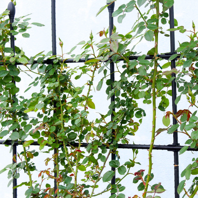 组装爬藤花屏花架包塑月季铁线莲爬藤架黄瓜豆角支架牵牛花攀爬架