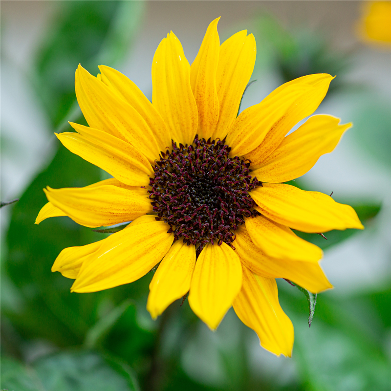 超级光辉岁月向日葵花苗盆栽四季花太阳花室内阳台室外花卉植物
