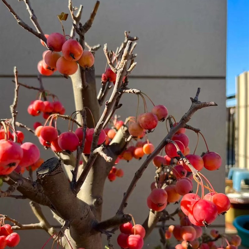 海棠花盆栽冬红果老桩盆景树苗阳台花卉庭院耐寒植物原生重瓣海棠