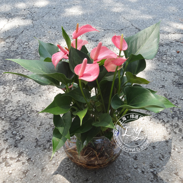 水培粉掌盆栽花卉 办公室小植物水养家居桌面室内四季观花绿植