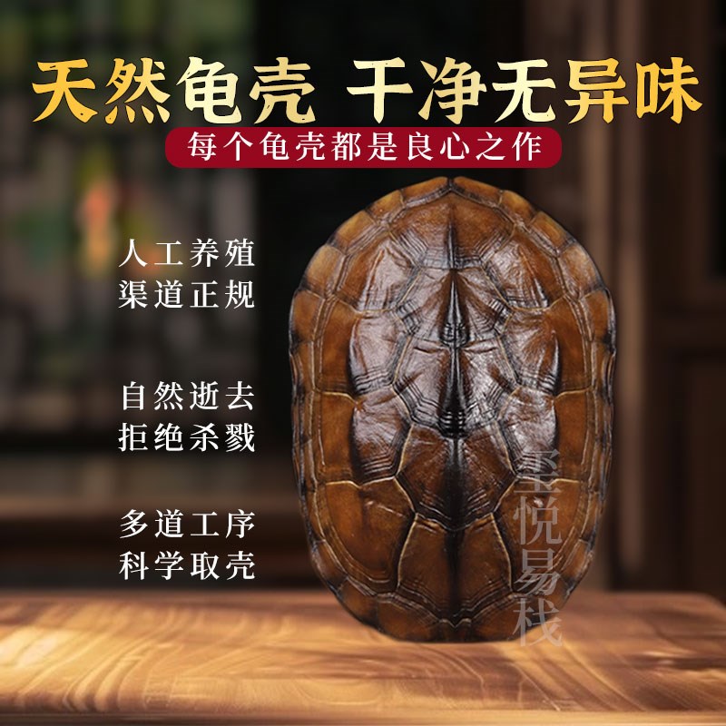 易经爻六铜钱工具卦卜铜钱龟壳真龟甲六爻铜钱摇卦64卦牌算挂用品