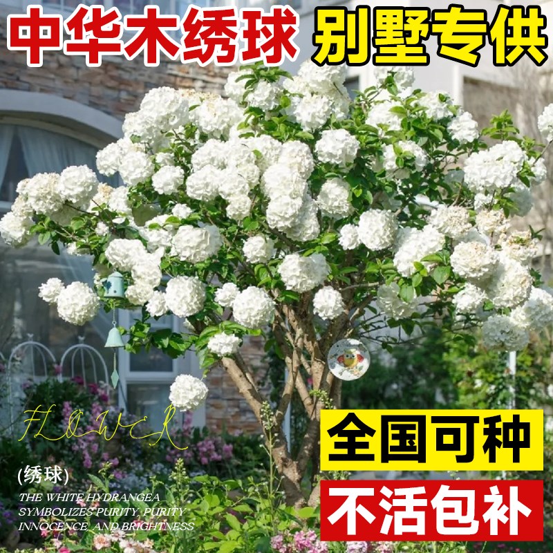 中华木绣球树苗大花斗球老桩欧洲木绣球别墅庭院花卉盆栽木本植物