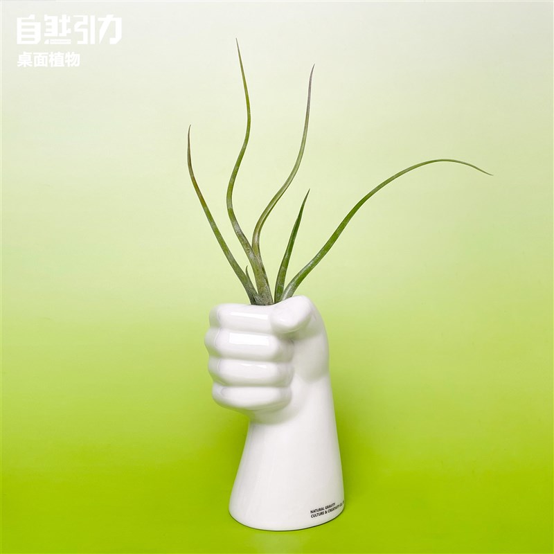 自然引力-握了个草空气凤梨美杜莎无土栽培植物盆栽懒人好养