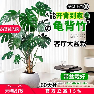 老桩龟背竹客厅大盆栽提根大叶客厅室内大型植物开背巨型绿植好养