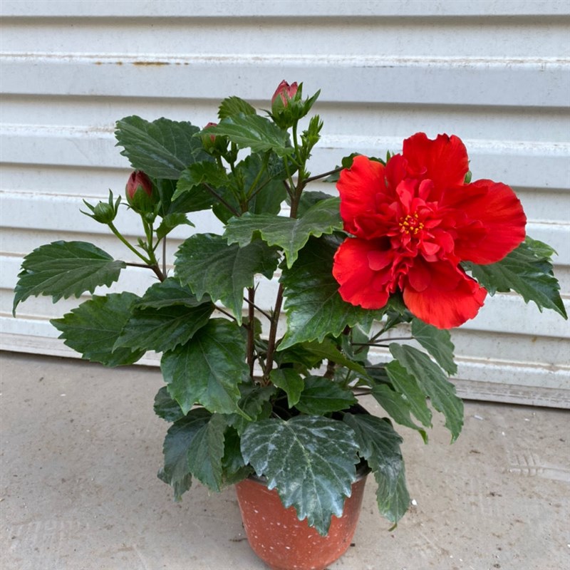 丹麦木槿花四季开花盆栽重瓣朱槿大花扶桑带花苞桑叶牡丹花卉