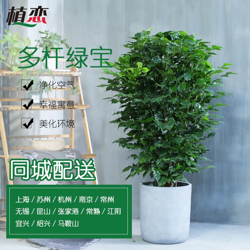 苏州大绿宝幸福树办公室室内大型观叶植物盆景盆栽上海无锡南京