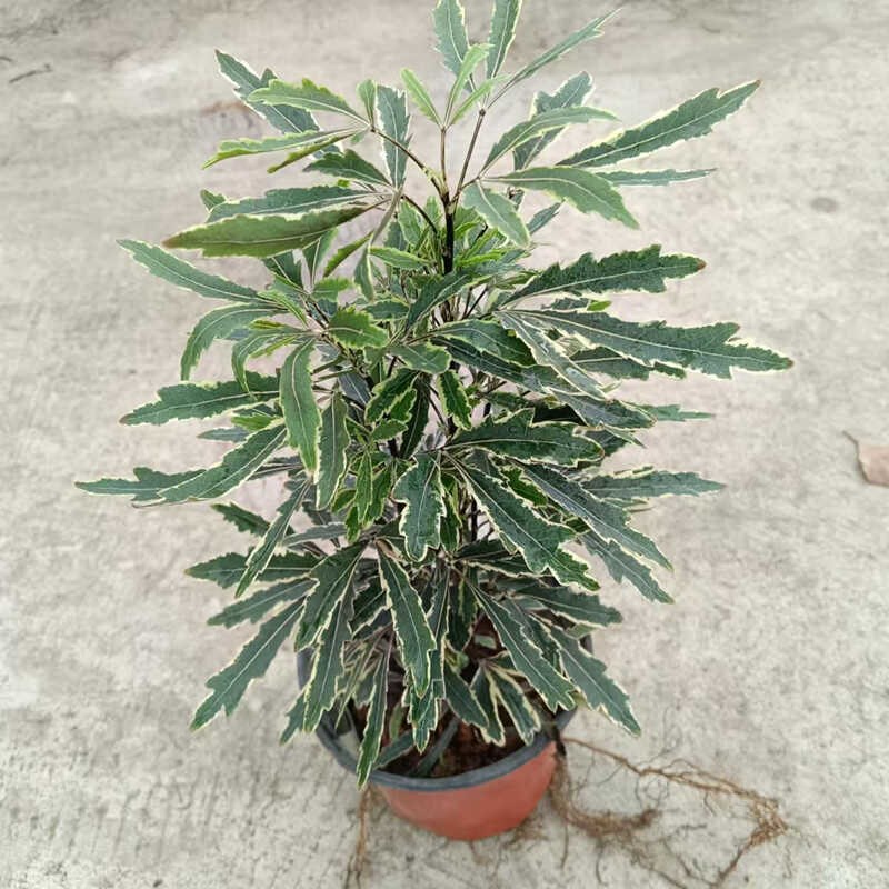 成品盆栽孔雀木室内客厅办公桌四季常青小植物状态好多年生木本
