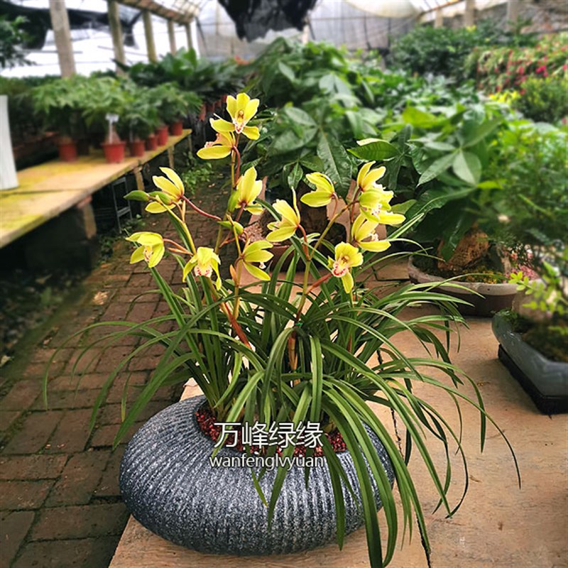 绿缘兰花 [初音] 四季兰蕙兰杂交兰苗浓香好养室内花卉绿植盆栽