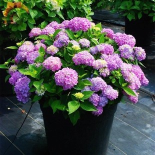 新款 播种多年卉内盆 生9籽种无子尽夏绣球四9栽季