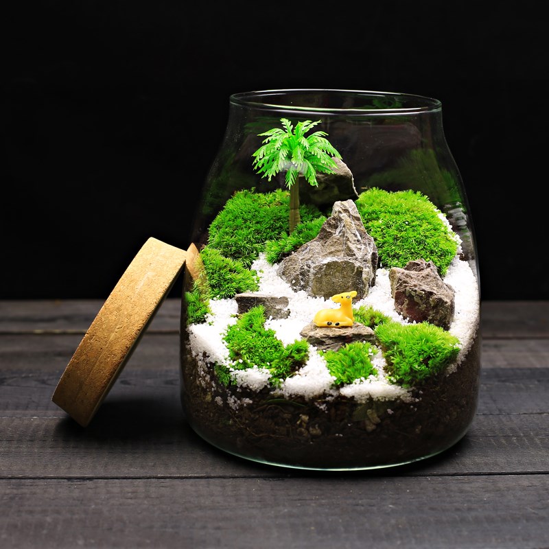 大号水滴苔藓植物盆栽微景观生态瓶 室内桌面趣味微型创意DIY绿植