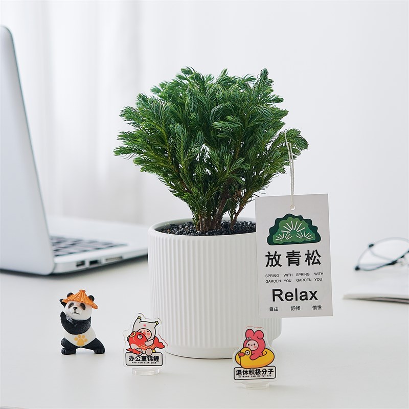 放轻松】蓝松盆栽客厅办公室内桌面绿植小摆件净化空气情绪植物