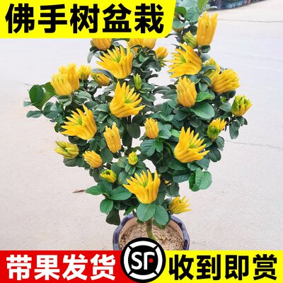 佛手树盆栽金华佛手柑苗带果可食用绿植室内外观赏花卉清香除异味