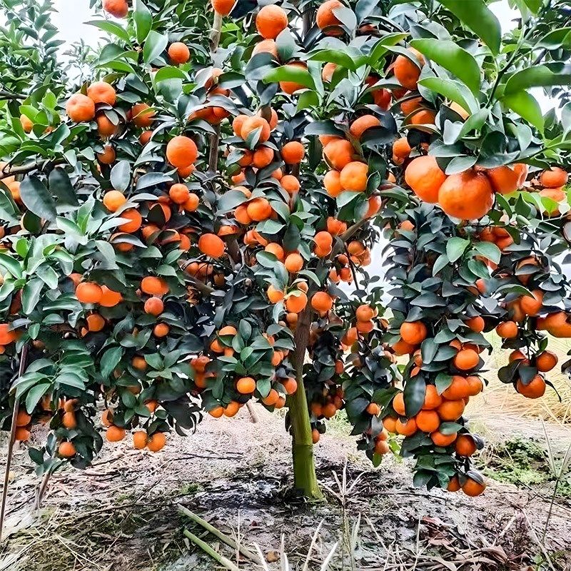 嫁接沙糖桔树苗地栽盆栽南方北方种植橘子树正宗嫁接砂糖橘树苗,文具电教/文化用品/商务用品,活页胶圈,淘宝优惠券,粉丝福利购,淘宝优惠卷