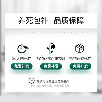 清香木盆栽室内驱蚊草植物胡椒叶子办公室花卉盆景小绿植净化空气