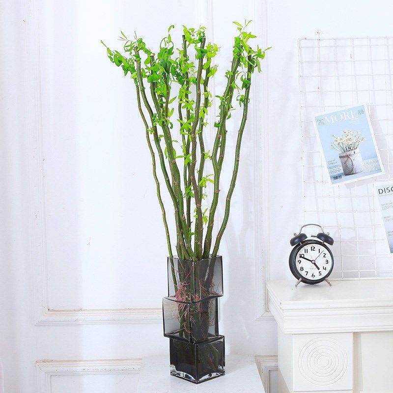 水培植物龙柳鲜枝干枝插花客厅桌面四季好养水养遇水长叶吊钟植物