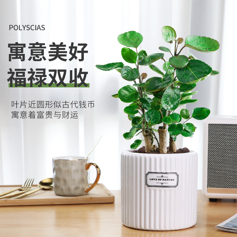 金钱兜福禄桐盆栽金钱桐圆叶钱多多发财树金钱树室内客厅园艺绿植,鲜花速递/花卉仿真/绿植园艺,绿植,淘宝优惠券,粉丝福利购,淘宝优惠卷